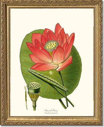 Lotus | Flower/Floral Art Print
