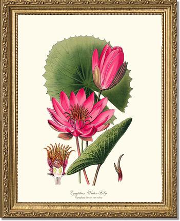 Water-Lily | Flower/Floral Art Print