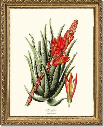 Aloe, Tree - Charting Nature