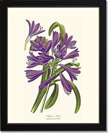 Lily, African | Flower/Floral Art Print