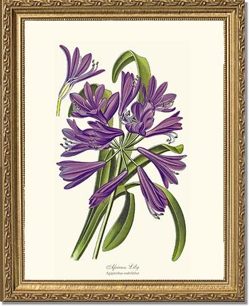 Lily, African | Flower/Floral Art Print