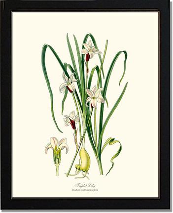Lily, Triplet | Flower/Floral Art Print