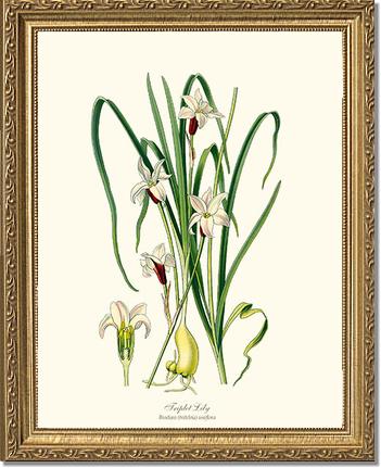 Lily, Triplet | Flower/Floral Art Print