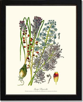 Hyacinth, Grape | Flower/Floral Art Print