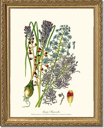 Hyacinth, Grape | Flower/Floral Art Print