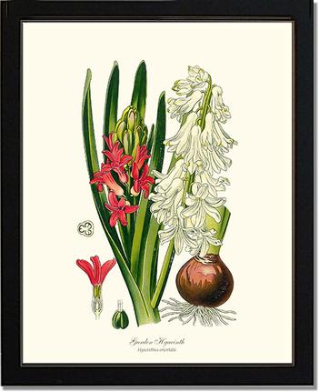 Hyacinth, Garden | Flower/Floral Art Print