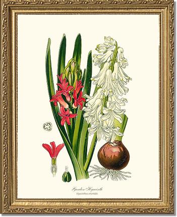 Hyacinth, Garden | Flower/Floral Art Print