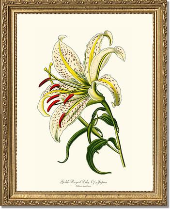 Lily, Gold-Rayed | Flower/Floral Art Print