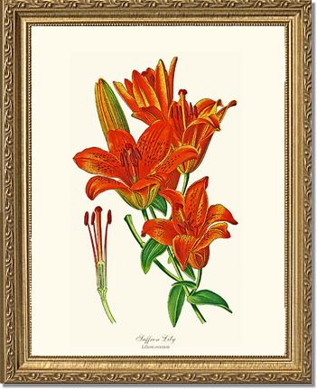 Lily, Saffron | Flower/Floral Art Print