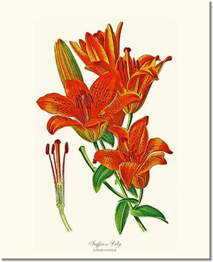 Flower Floral Print: Lily, Saffron
