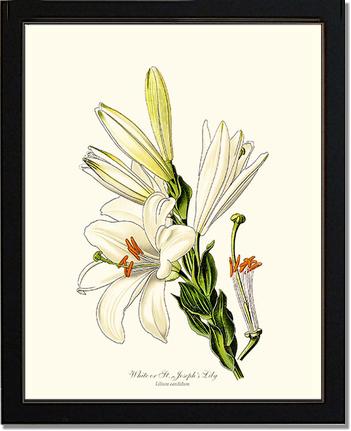 Lily, White | Flower/Floral Art Print