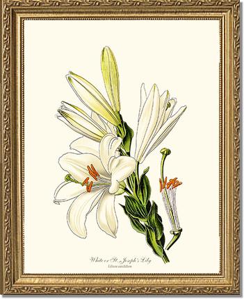 Lily, White | Flower/Floral Art Print