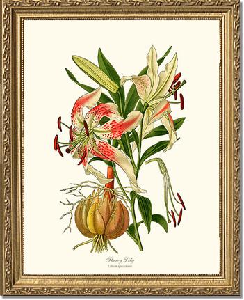 Lily, Showy | Flower/Floral Art Print