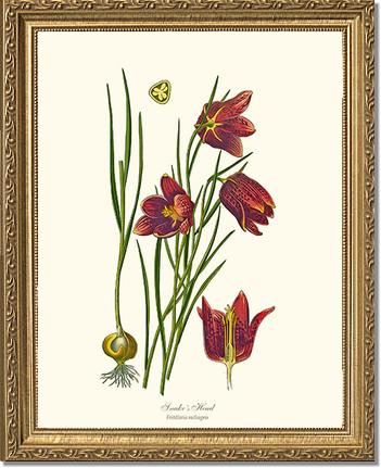Fritillary, Snake's Head | Flower/Floral Art Print
