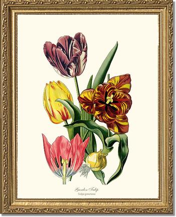 Tulip, Garden | Flower/Floral Art Print