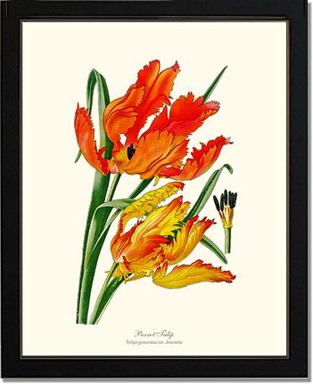 Tulip, Parrot | Flower/Floral Art Print