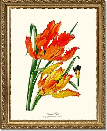 Tulip, Parrot | Flower/Floral Art Print