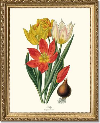 Tulipa suaveolens | Flower/Floral Art Print