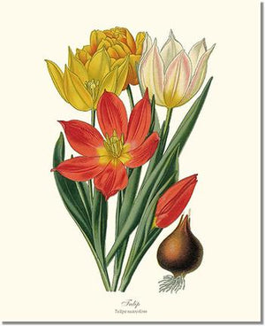 Flower Floral Print: Tulipa suaveolens