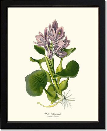 Hyacinth, Water | Flower/Floral Art Print