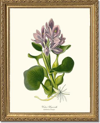 Hyacinth, Water | Flower/Floral Art Print