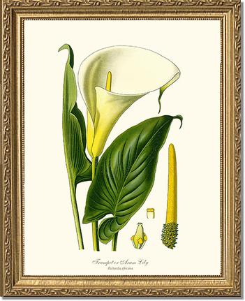 Lily, Trumpet | Flower/Floral Art Print