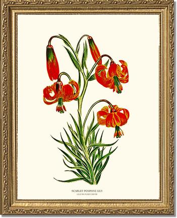 Lily, Scarlet Pompone | Flower/Floral Art Print