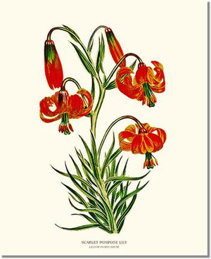 Flower Floral Print: Lily, Scarlet Pompone