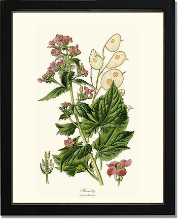 Honesty | Flower/Floral Art Print