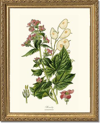 Honesty | Flower/Floral Art Print