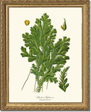 Martens Spikemoss Botanical Wall Art Print-Charting Nature