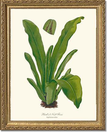 Bird's Nest Fern Botanical Wall Art Print-Charting Nature