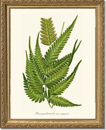 Pteris quadriaurita fern Botanical Wall Art Print-Charting Nature