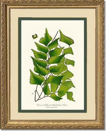 Adiantum Trapeziforme Botanical Wall Art Print-Charting Nature