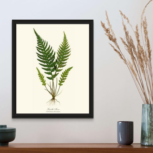 Trichomanes attenuatum Botanical Wall Art Print-Charting Nature