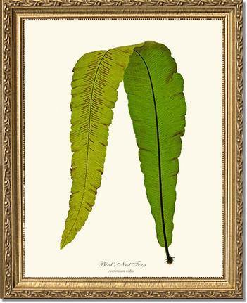 Bird's Nest Fern Botanical Wall Art Print-Charting Nature