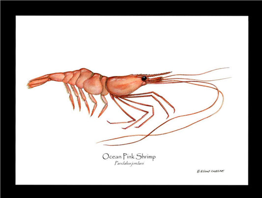 Shellfish Print: Shrimp, Ocean Pink | Wall Art Shellfish Print