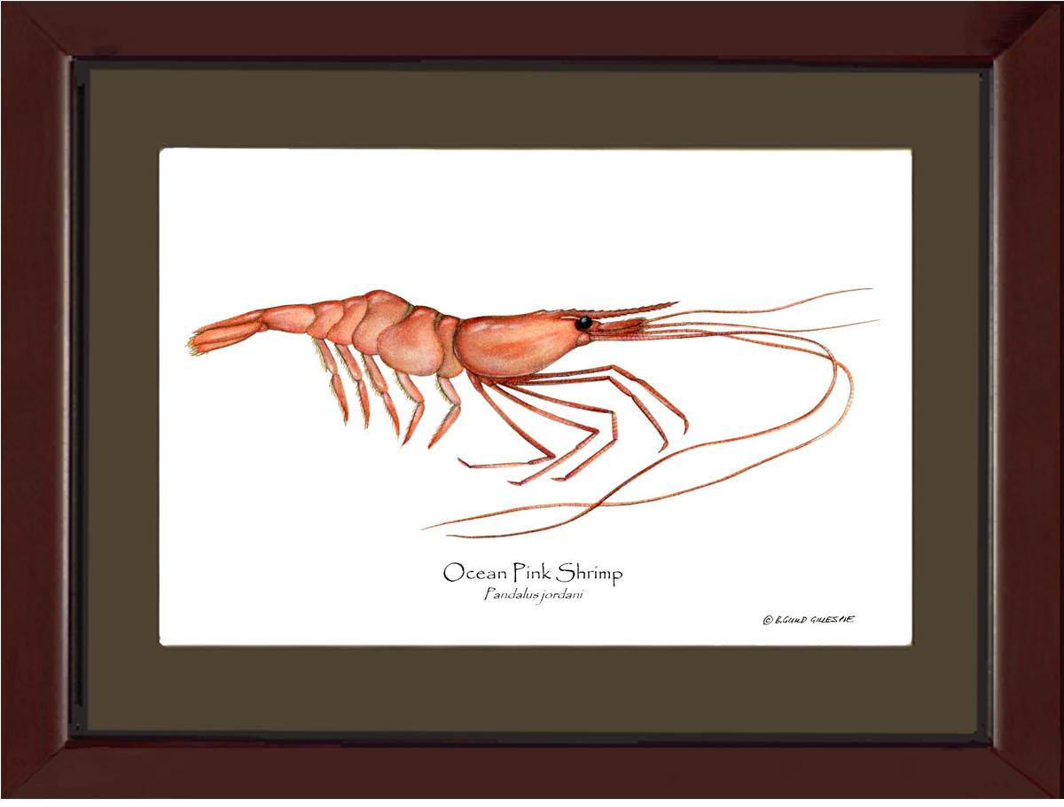 Shellfish Print: Shrimp, Ocean Pink | Wall Art Shellfish Print