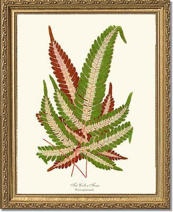 Pteris aspericaulis Botanical Wall Art Print-Charting Nature