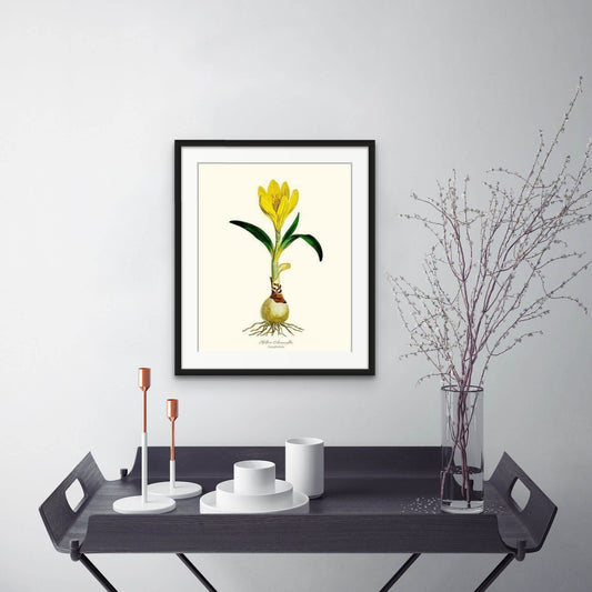 Amaryllis, Yellow | Flower/Floral Art Print