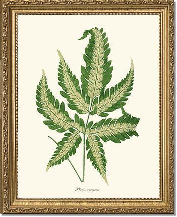 Pteris arcyrea Botanical Wall Art Print-Charting Nature