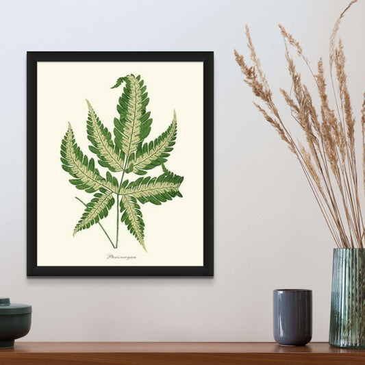 Pteris arcyrea Botanical Wall Art Print-Charting Nature