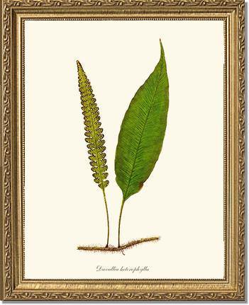 Davallia heterophylla Botanical Wall Art Print-Charting Nature