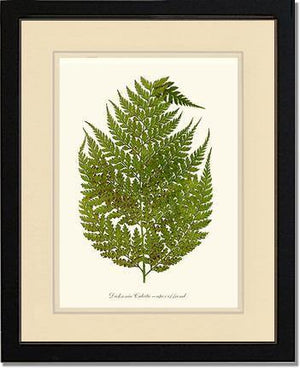 Dicksonia culcita Botanical Wall Art Print-Charting Nature