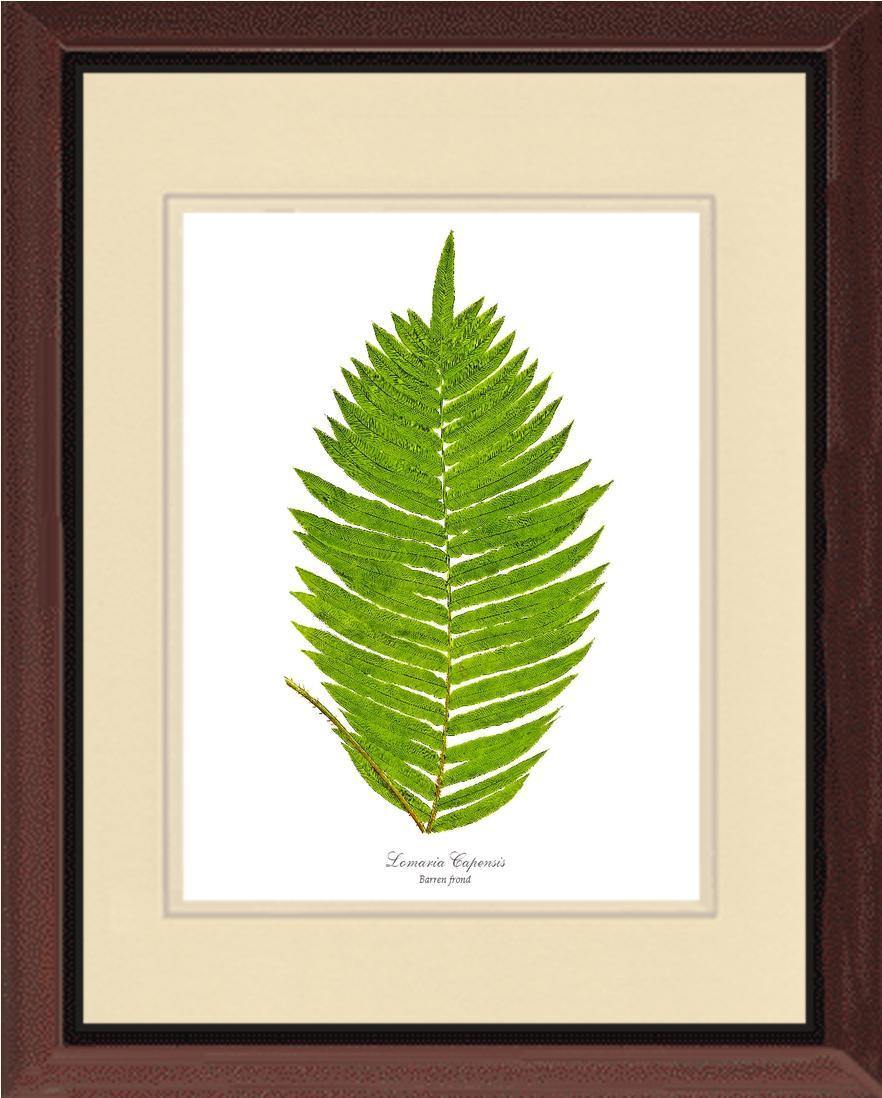 Lomaria capensis-Barren Frond Botanical Wall Art Print-Charting Nature