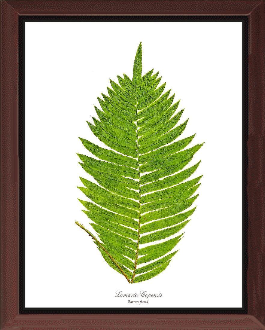 Lomaria capensis-Barren Frond Botanical Wall Art Print-Charting Nature