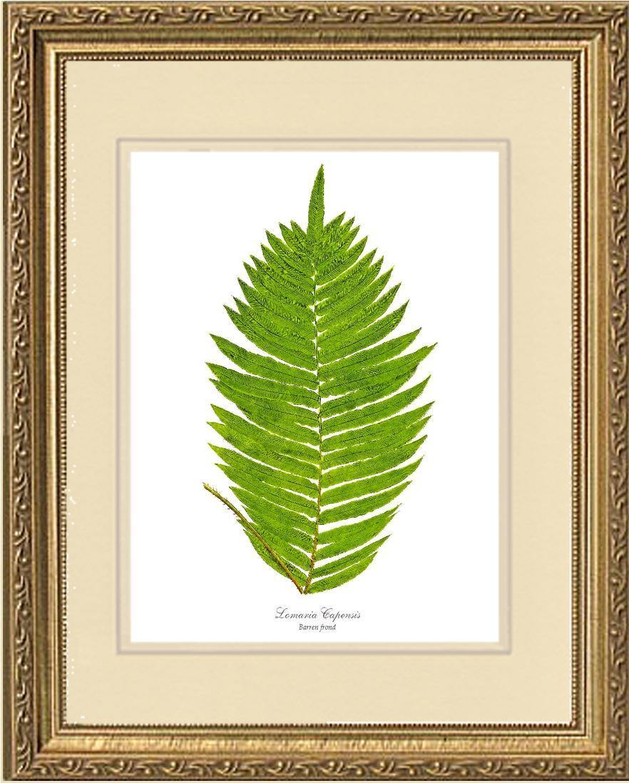 Lomaria capensis-Barren Frond Botanical Wall Art Print-Charting Nature