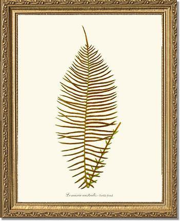 Lomaria australis-Fertile Frond Botanical Wall Art Print-Charting Nature