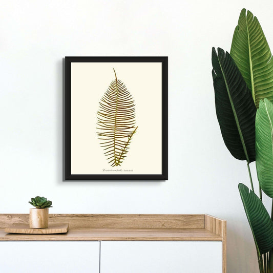 Lomaria australis-Fertile Frond Botanical Wall Art Print-Charting Nature