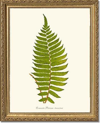 Lomaria procera Botanical Wall Art Print-Charting Nature